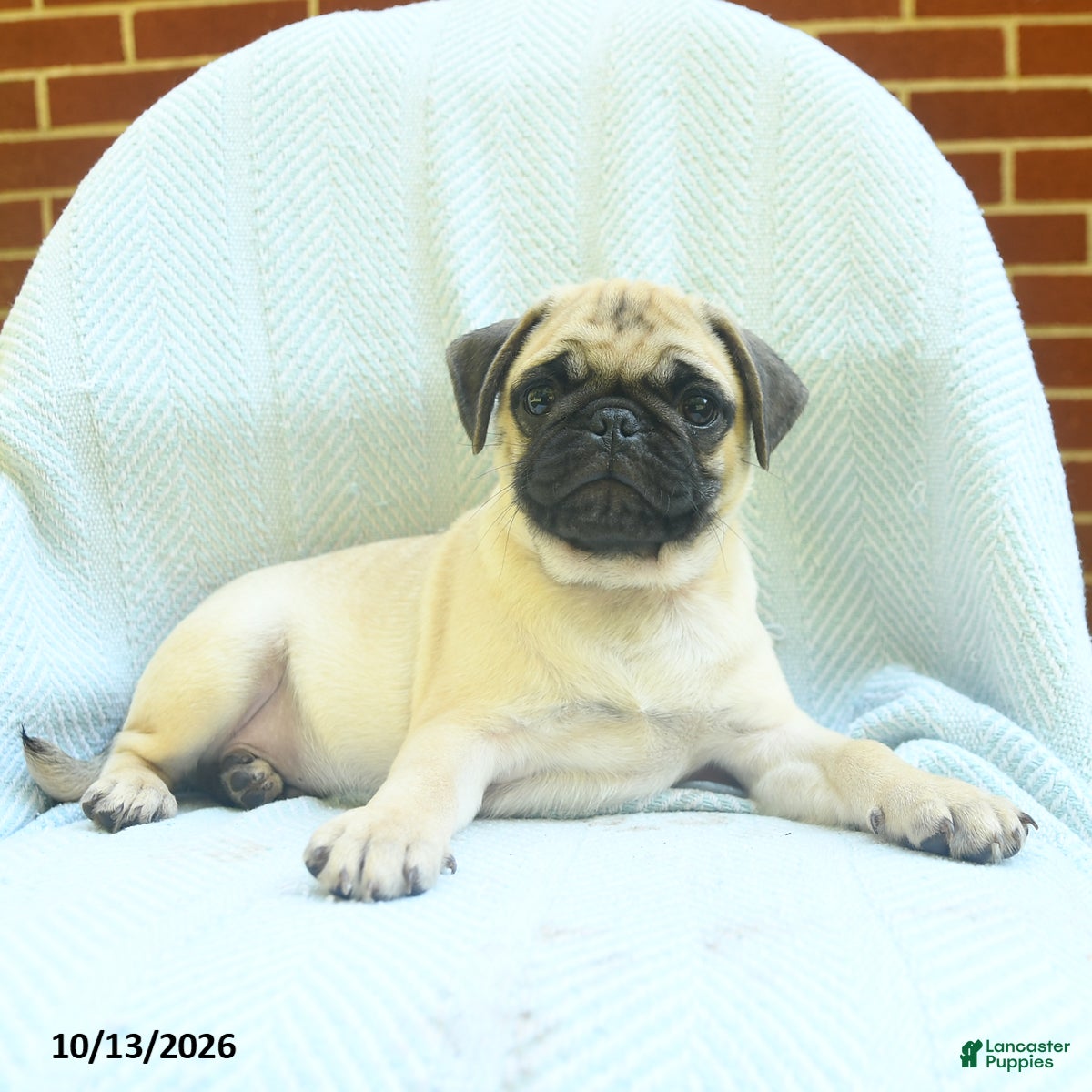 Pug dogs for sale: Pretzel - Ad 2
