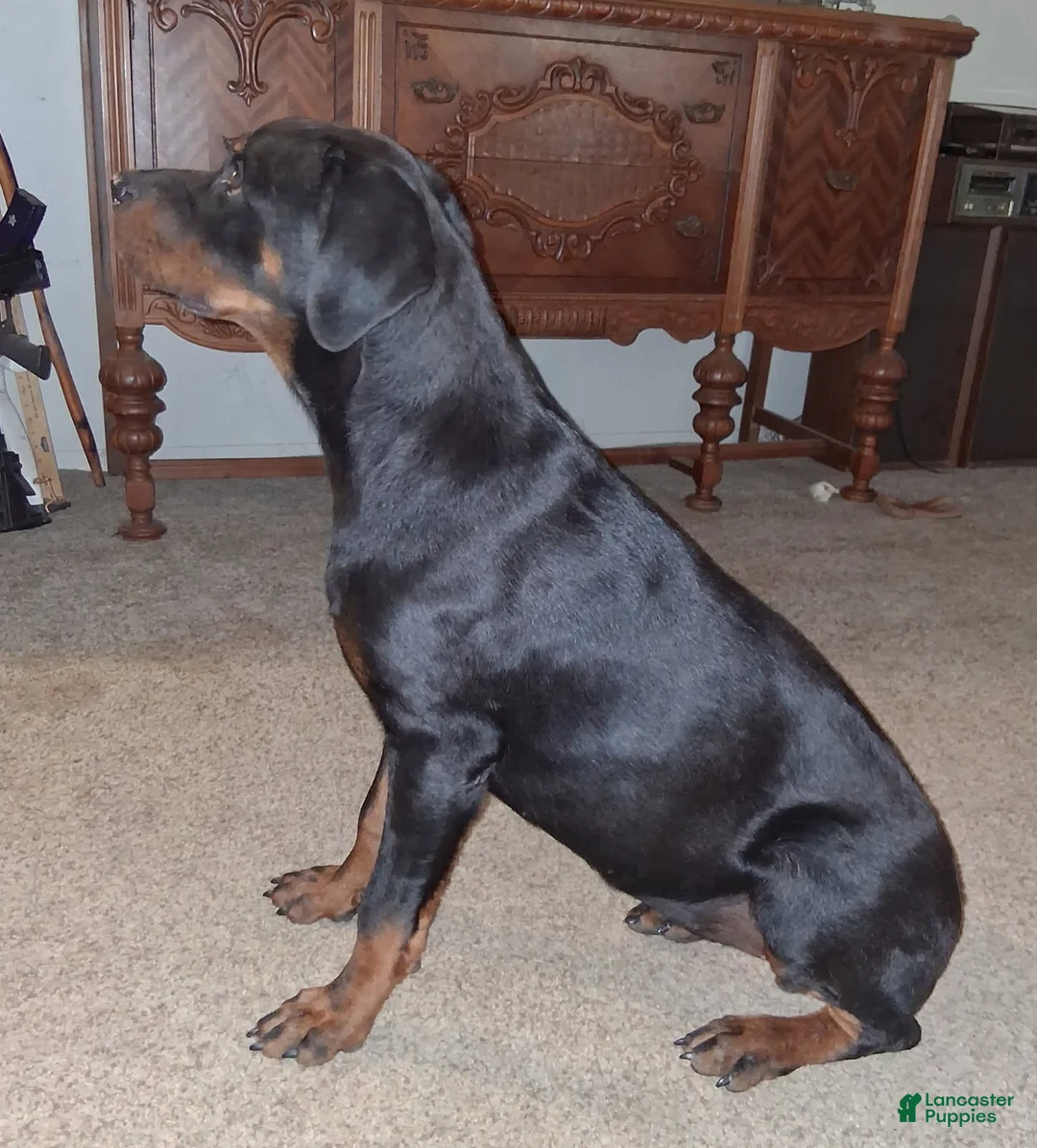 Rottweiler dogs for sale: Rottweiler Puppy 1 - Ad 2