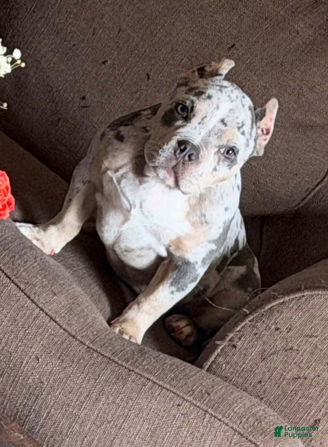 American Bully dogs SZA (Price Negotiable) - Ad 1