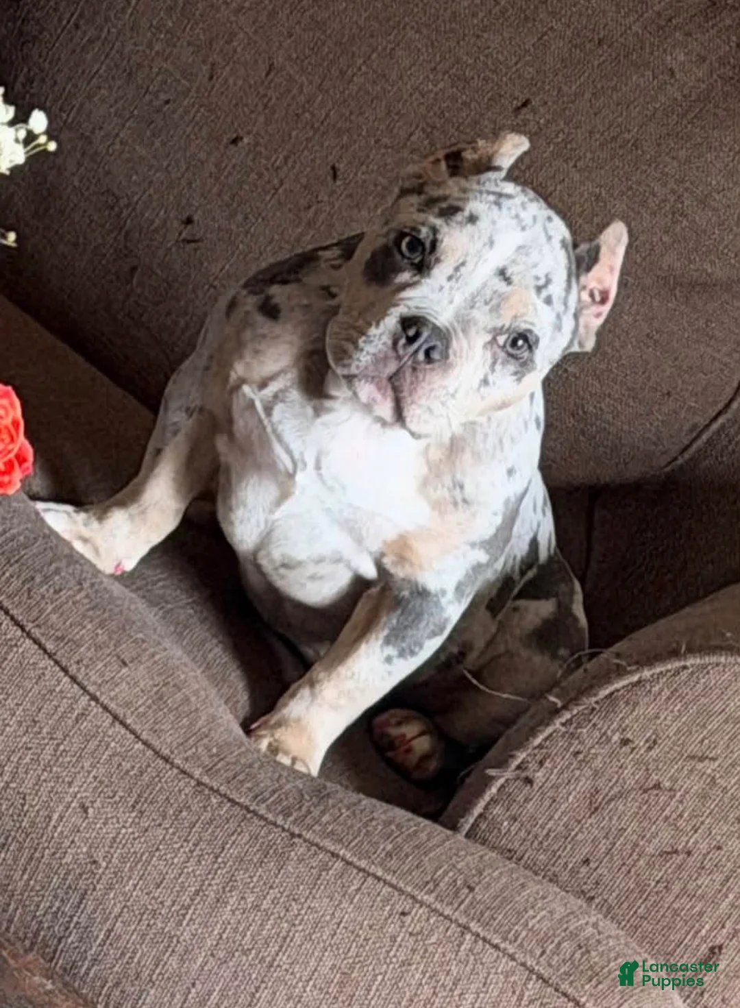 American Bully dogs for sale: SZA (Price Negotiable) - Ad 1
