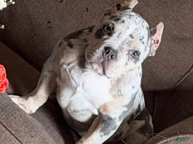 American Bully dogs for sale: SZA - Ad 1
