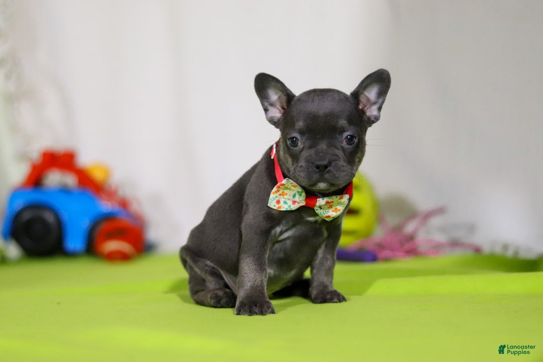 Mixed Breed dogs for sale: Sarah - Ad 7