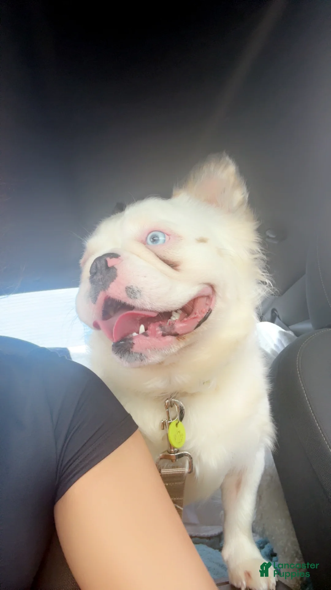 French Bulldog dogs for sale: French Bulldog 1 - Ad 1