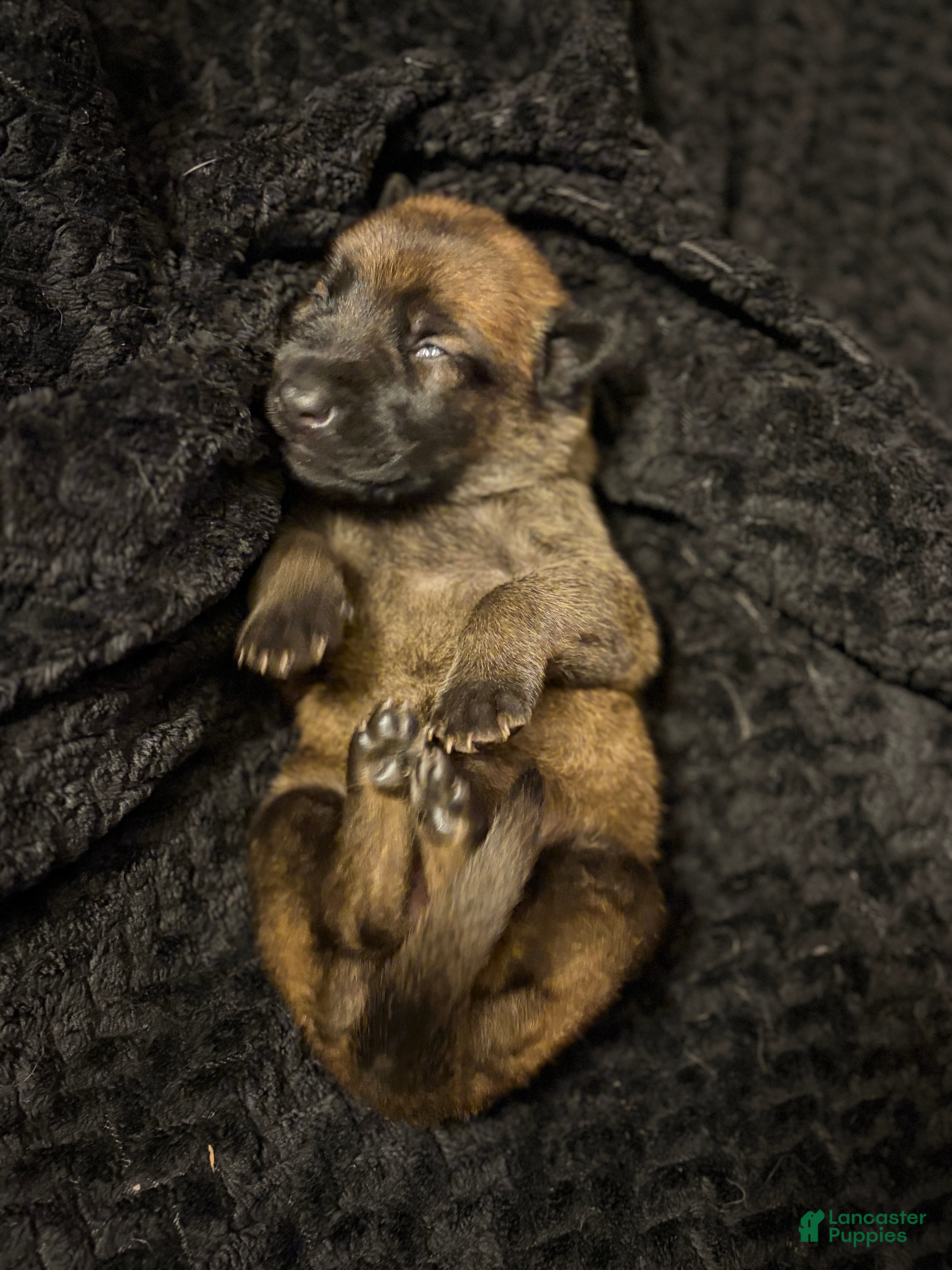 Belgian Malinois dogs for sale: Belgian Malinois Puppy 6 - Ad 3