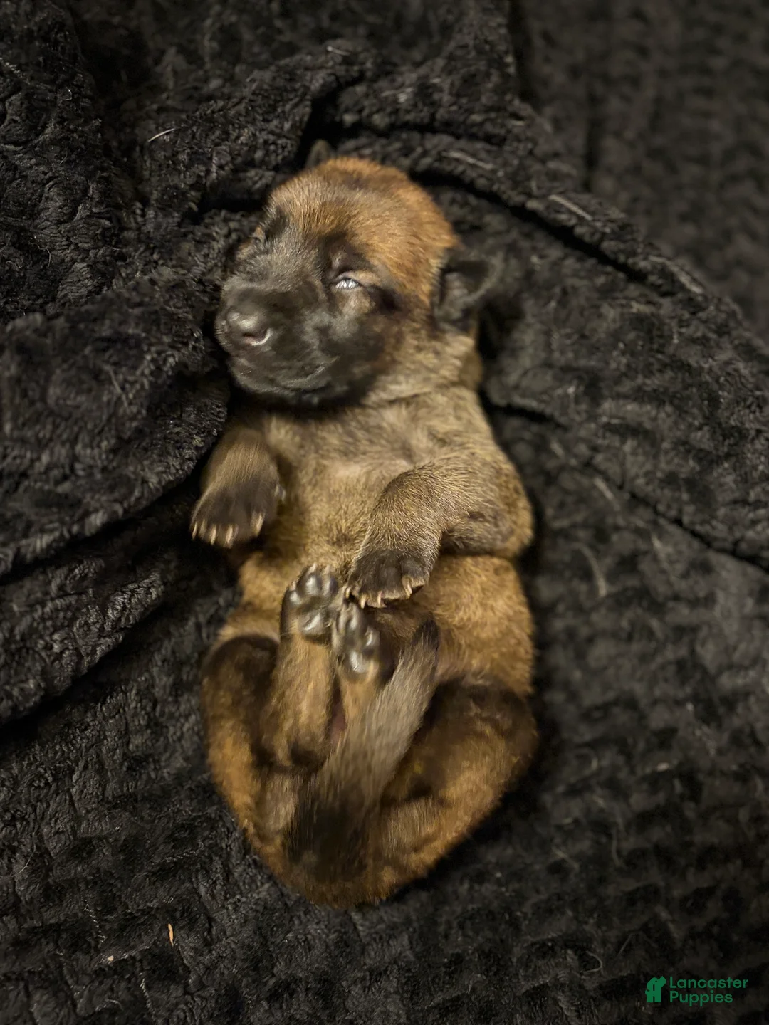 Belgian Malinois dogs for sale: Belgian Malinois Puppy 6 - Ad 1