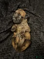 Belgian Malinois Puppy 6