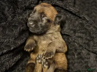 Belgian Malinois dogs for sale: Belgian Malinois Puppy 6 - Ad 3