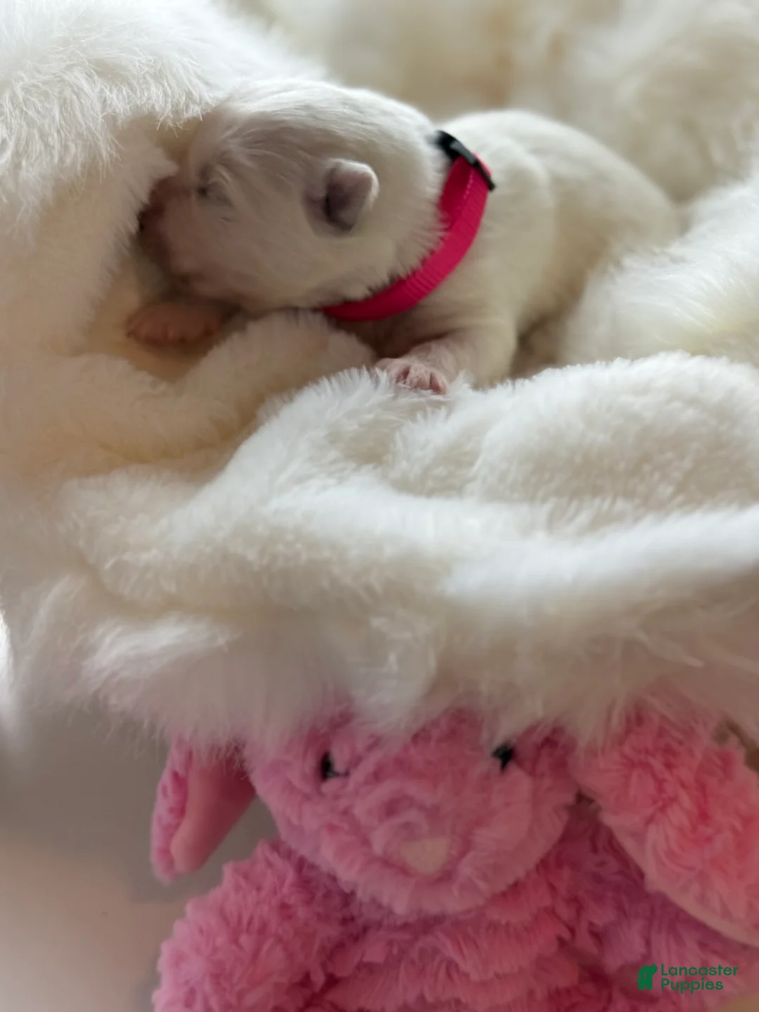 Samoyed dogs for sale: Pink  - Ad 4