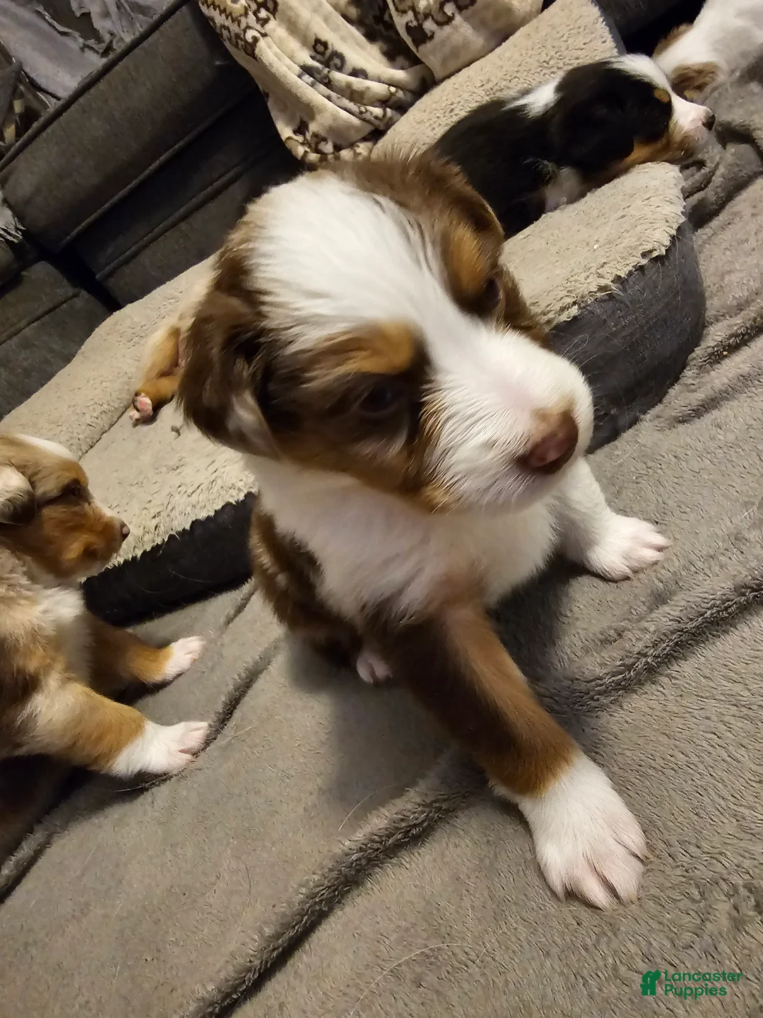 Australian Shepherd dogs for sale: Australian Shepherd Puppy 2 - Ad 8
