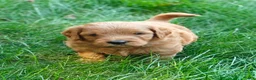 Goldendoodle dogs for sale: Rocky - Ad 9