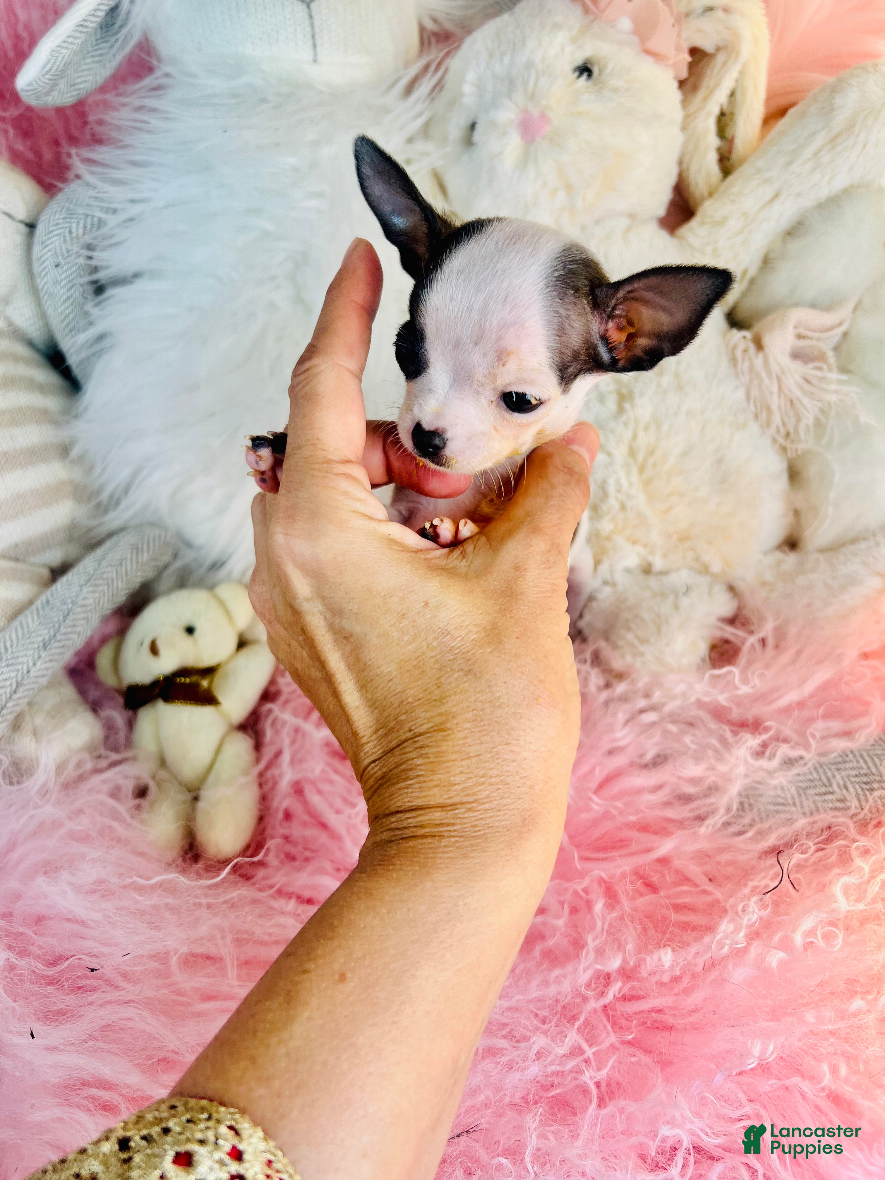 Chihuahua dogs Teacup/Pocketbook Chihuahua 1 - Ad 2