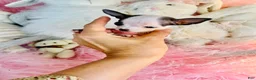 Chihuahua dogs for sale: Teacup/Pocketbook Chihuahua 1 - Ad 2