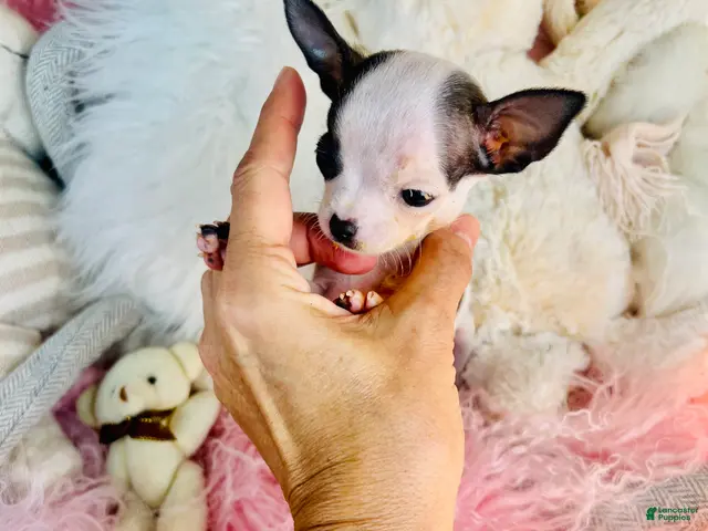 Chihuahua dogs for sale: Teacup/Pocketbook Chihuahua 1 - Ad 2