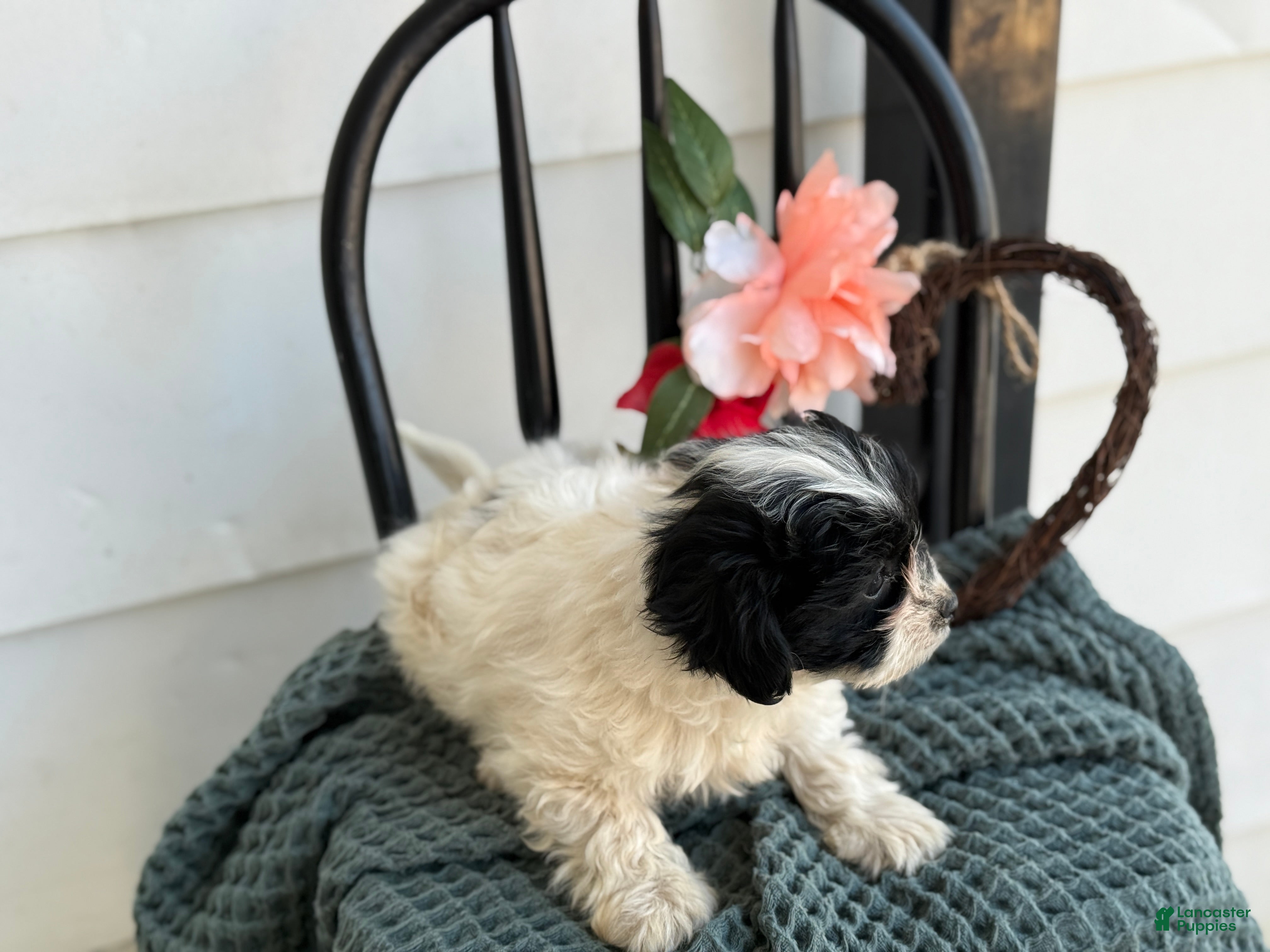 Shihpoo dogs Glory - Ad 2