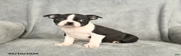 Boston Terrier dogs for sale: Baxter - Ad 2