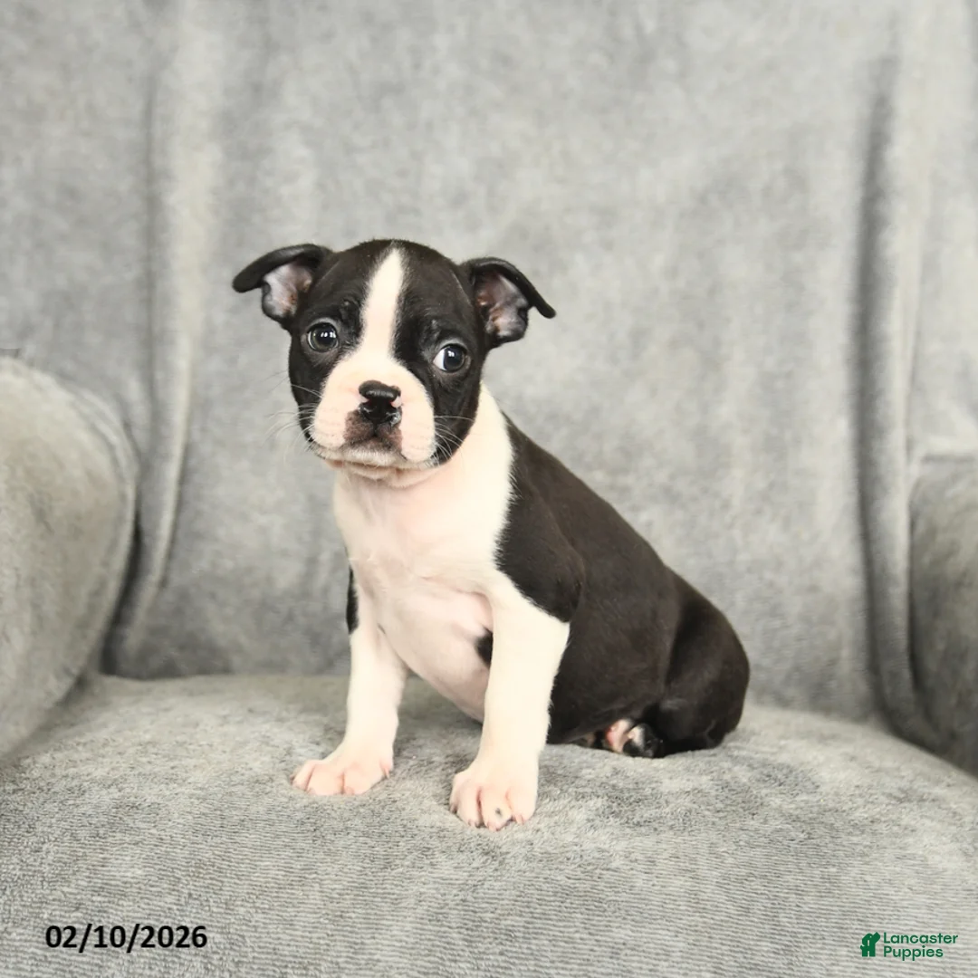Boston Terrier dogs for sale: Baxter - Ad 2