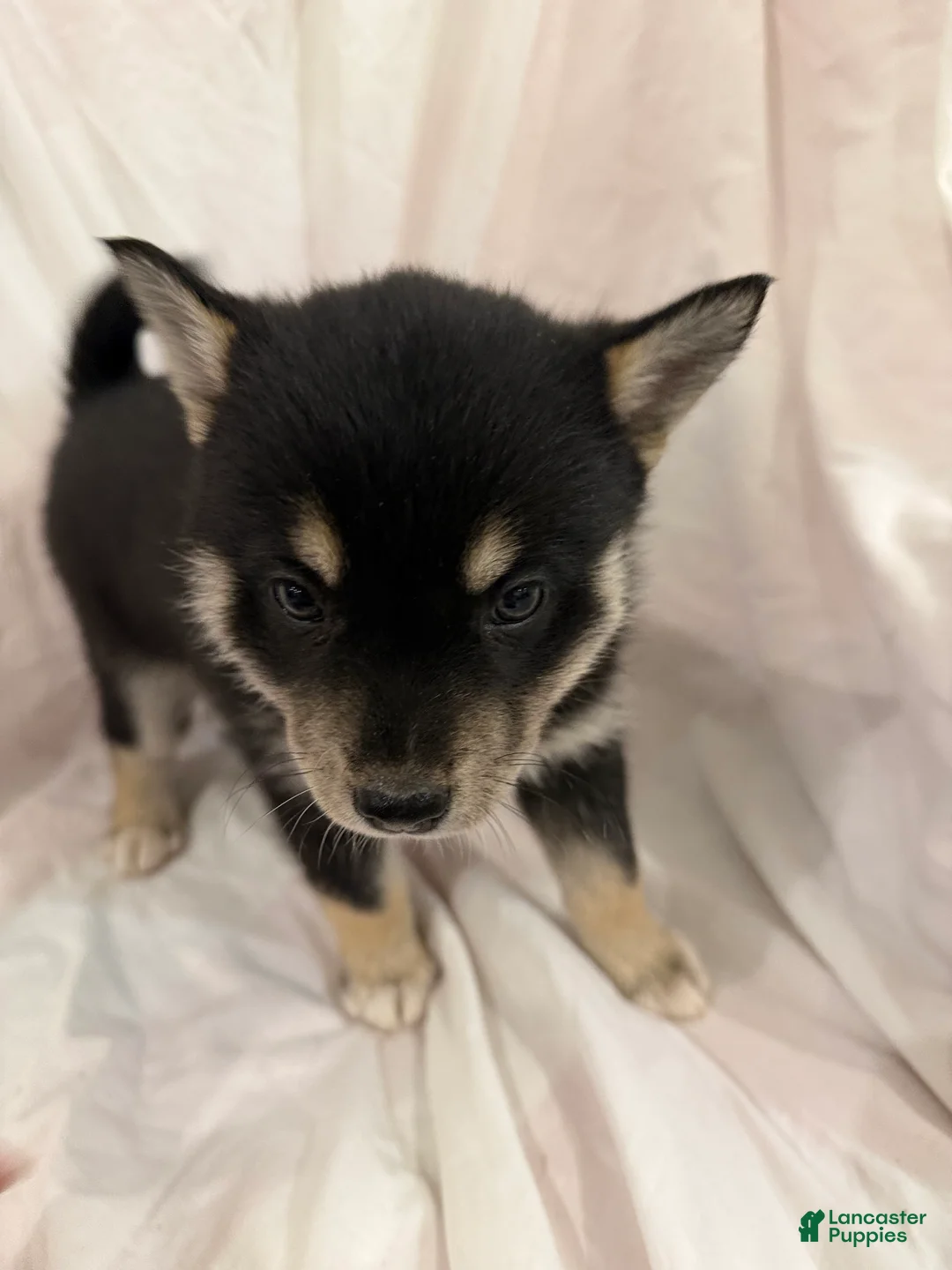 Pomsky dogs for sale: Pumpkin  - Ad 2