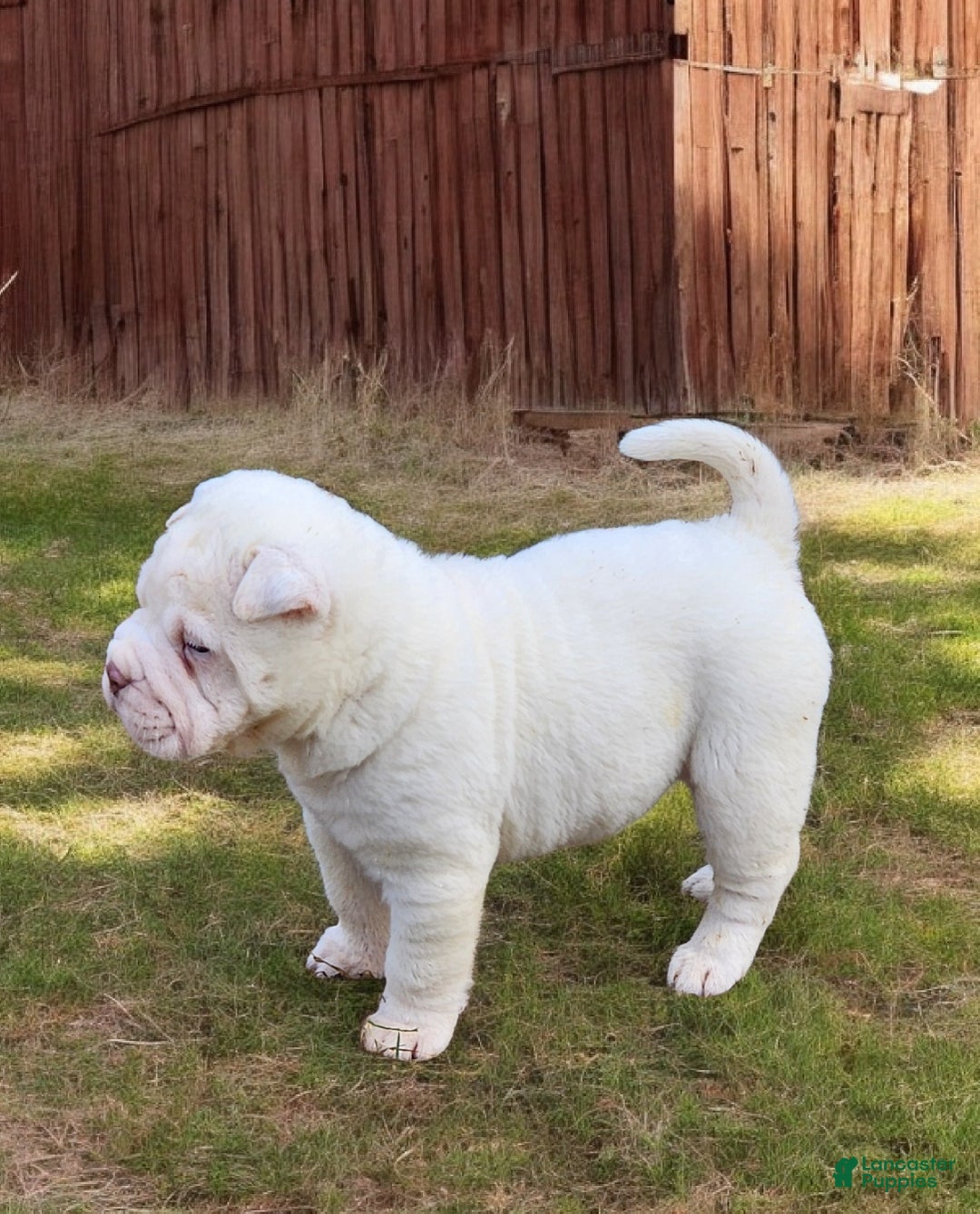 Shar Pei dogs for sale: Snow mini  - Ad 11