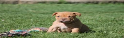 Olde English Bulldogge dogs for sale: Bluegates CHERYL - Ad 3