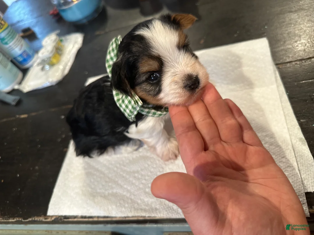 Yorkshire Terrier dogs for sale: Yorkshire Terrier Puppy 1 - Ad 1