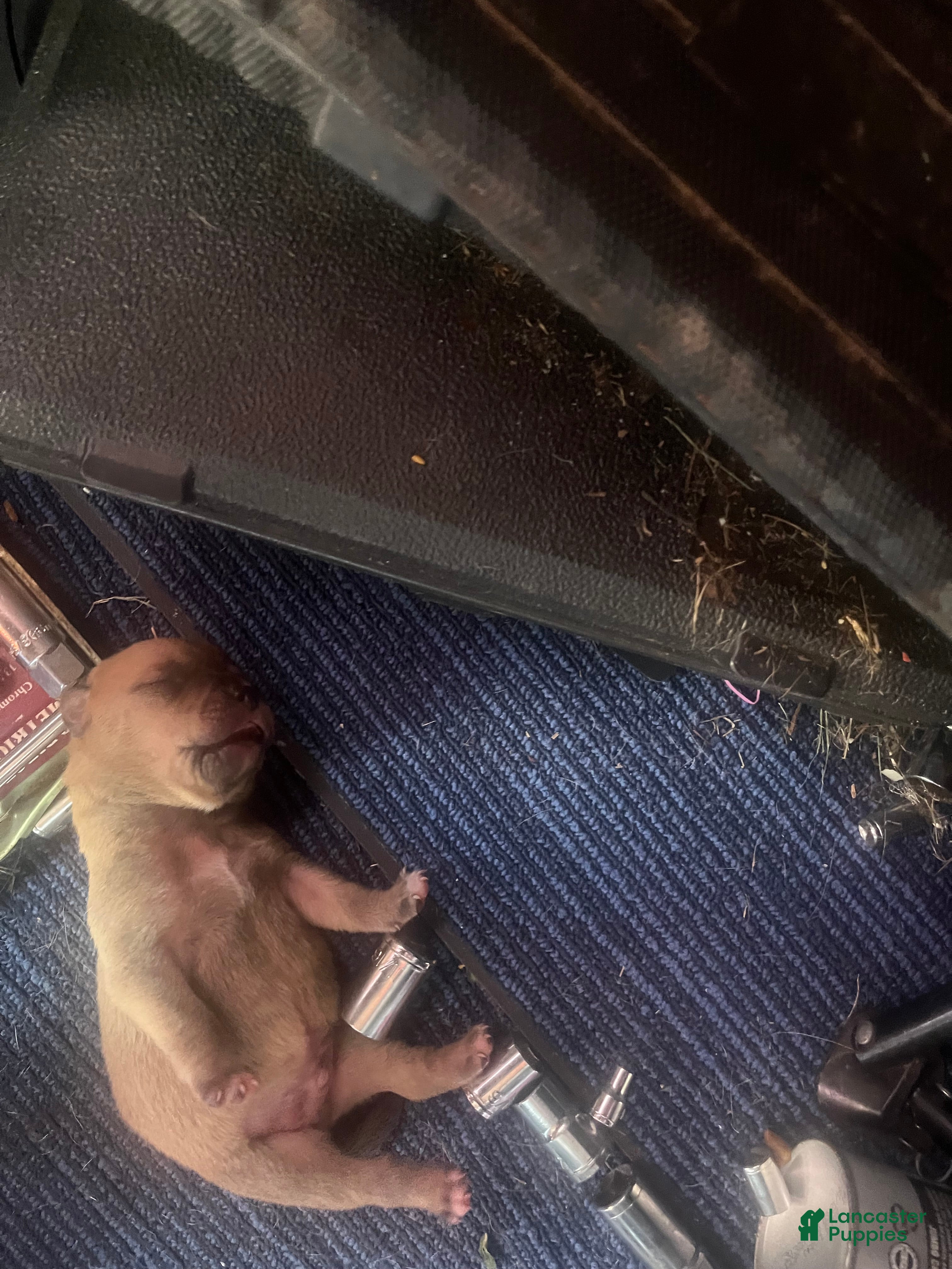 Mixed Breed dogs for sale: Full blooded red nose pit bulls - Ad 2