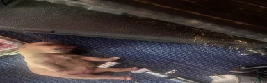 Full blooded red nose pit bulls