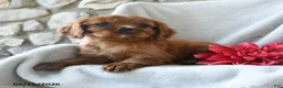 Cavalier King Charles Spaniel dogs for sale: Hazel - Ad 4