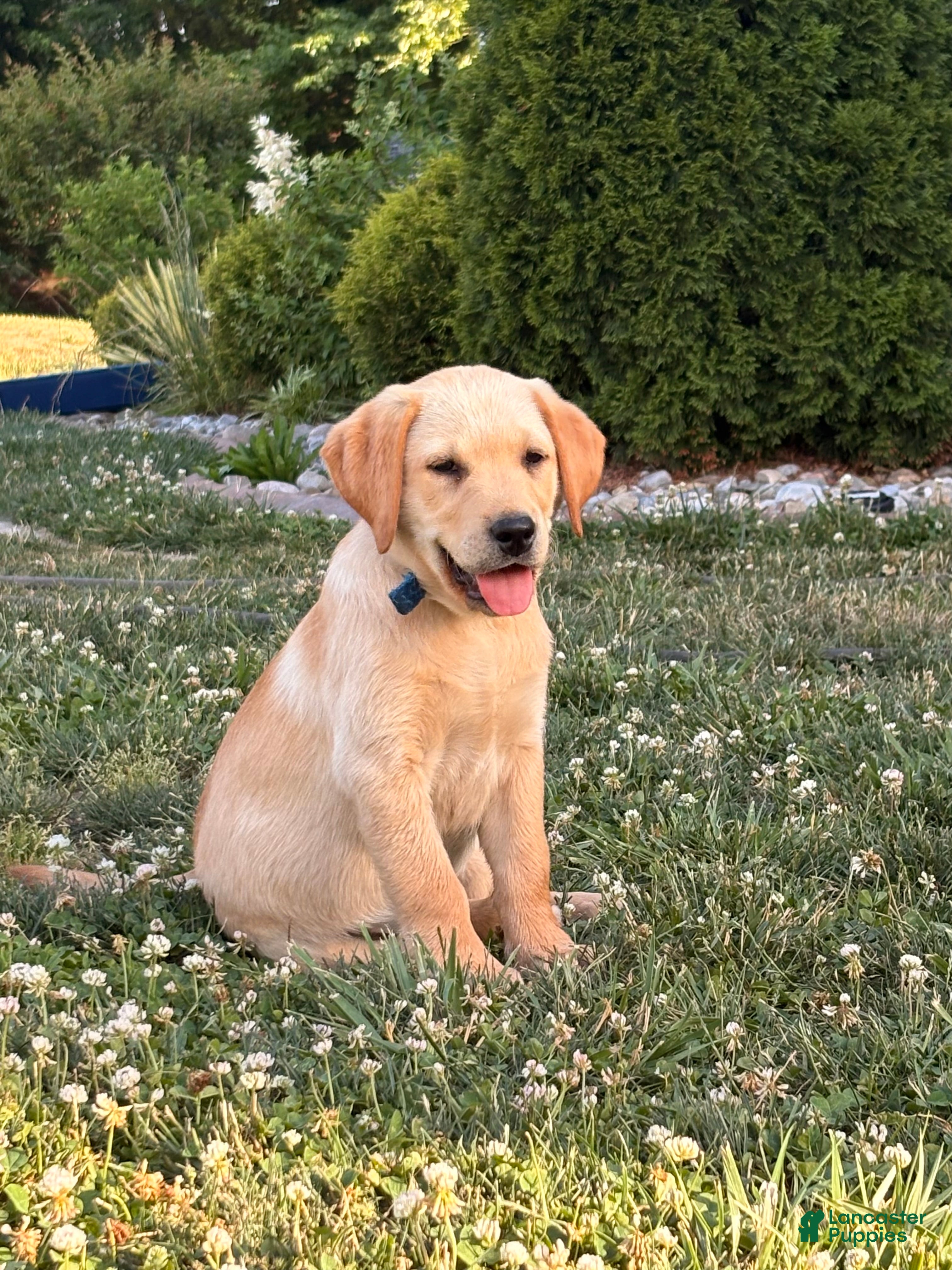 Labrador Retriever dogs Labrador Retriever Puppy 1 - Ad 1