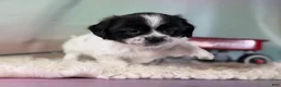 Teddy Bear dogs for sale: Lily - Ad 5