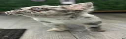 French Bulldog dogs for stud: Dinero - Ad 5
