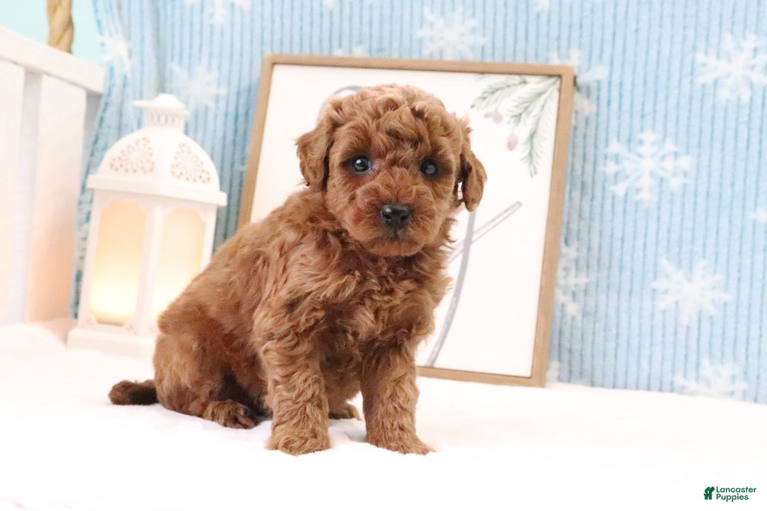 Miniature Poodle dogs for sale: Clay - Ad 2