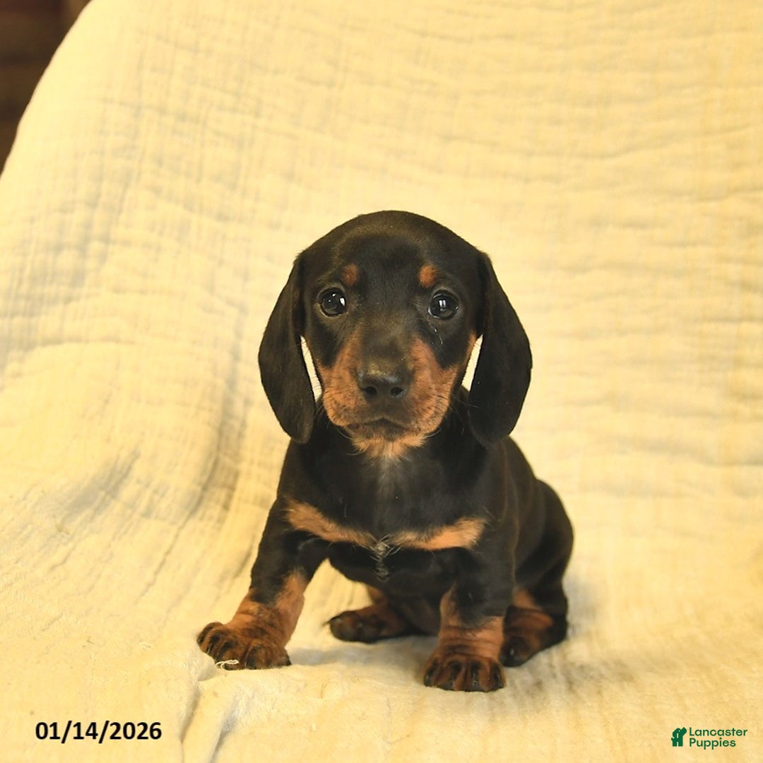 Miniature Dachshund dogs for sale: Lilah  - Ad 2
