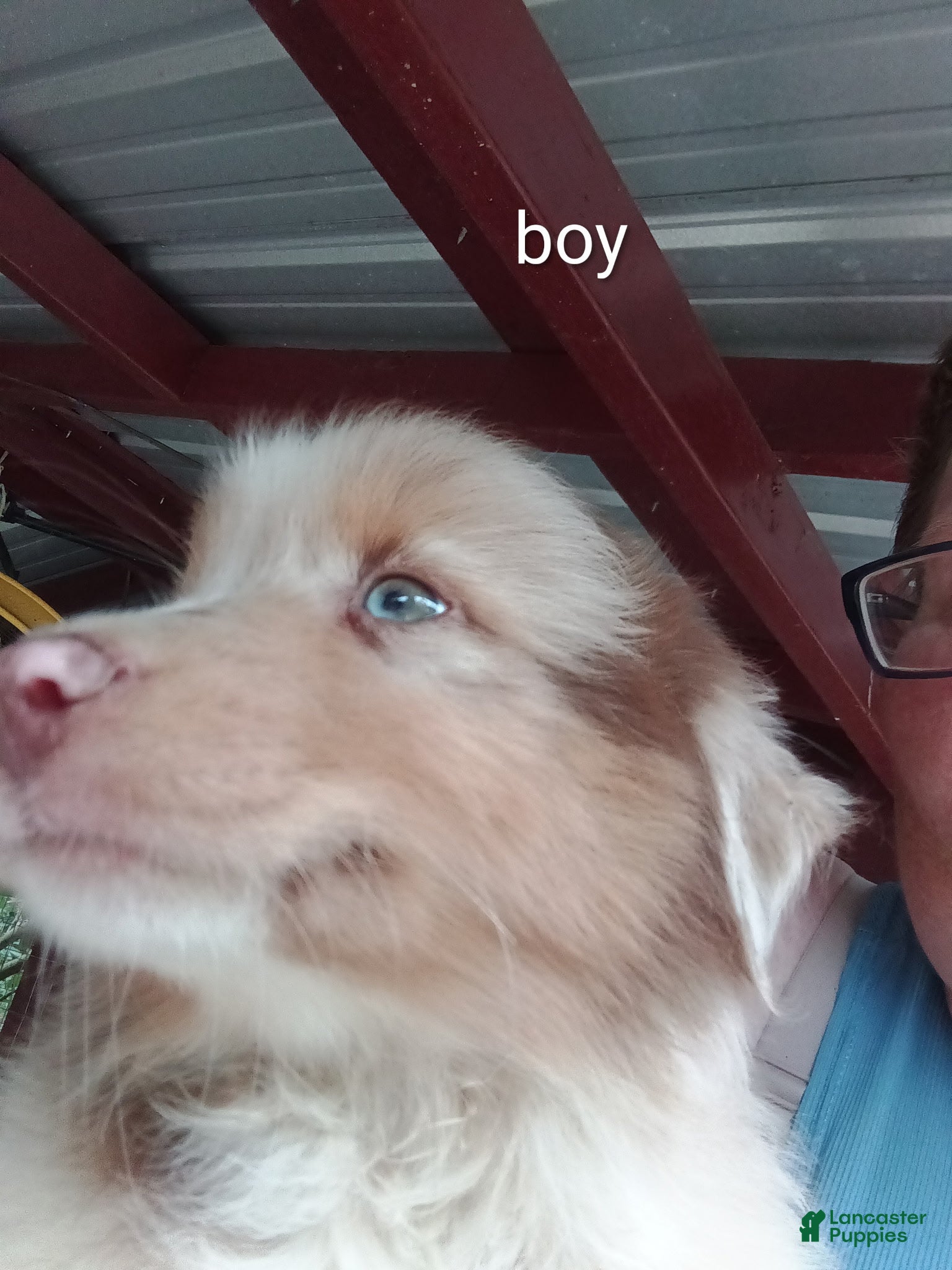 Australian Shepherd dogs for sale: Australian Shepherd Puppy 1 - Ad 1