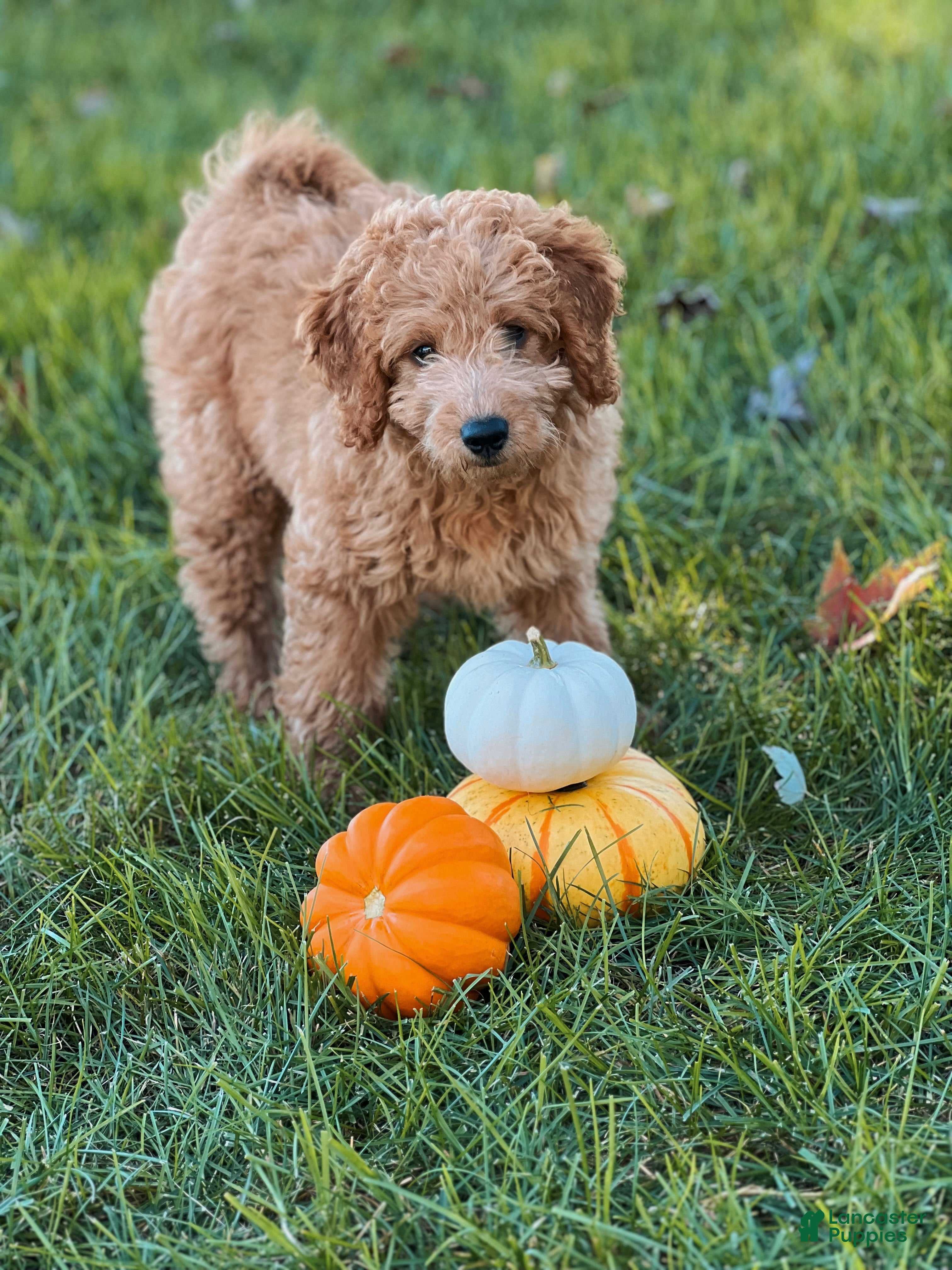 Mini Goldendoodle dogs Susie  - Ad 2