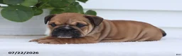 English Bulldog dogs for sale: Chuck - Ad 5