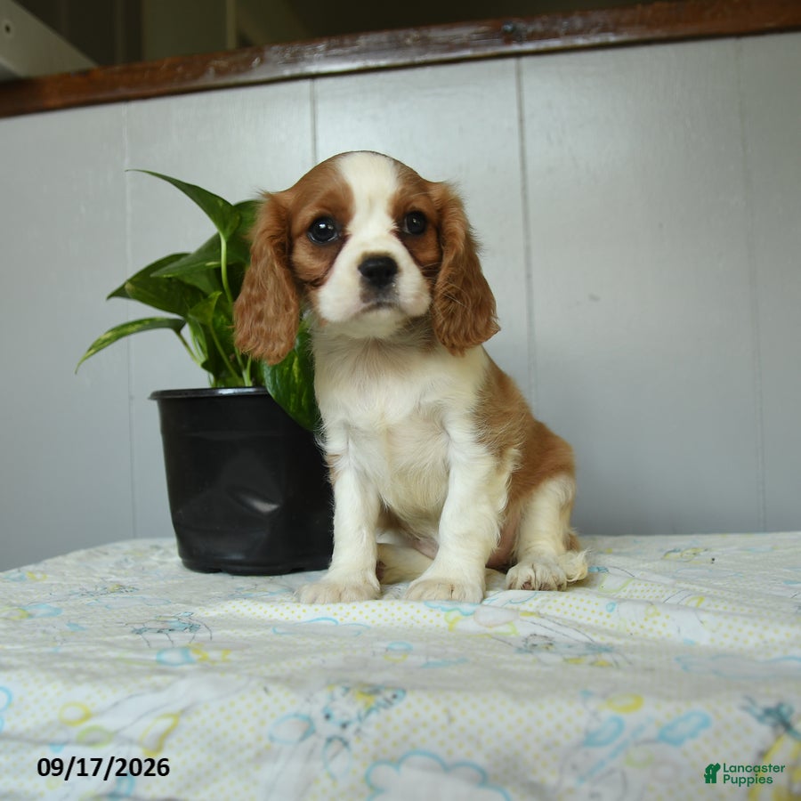 Cavalier King Charles Spaniel dogs Pumpkin - Ad 1