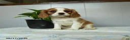 Cavalier King Charles Spaniel dogs for sale: Pumpkin - Ad 1