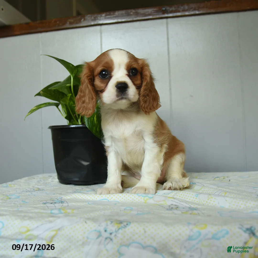 Cavalier King Charles Spaniel dogs for sale: Pumpkin - Ad 1