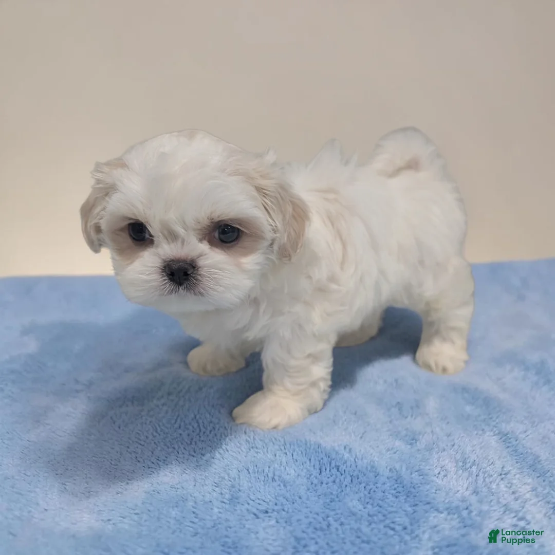 Shih Tzu dogs for sale: Marshall - Ad 1