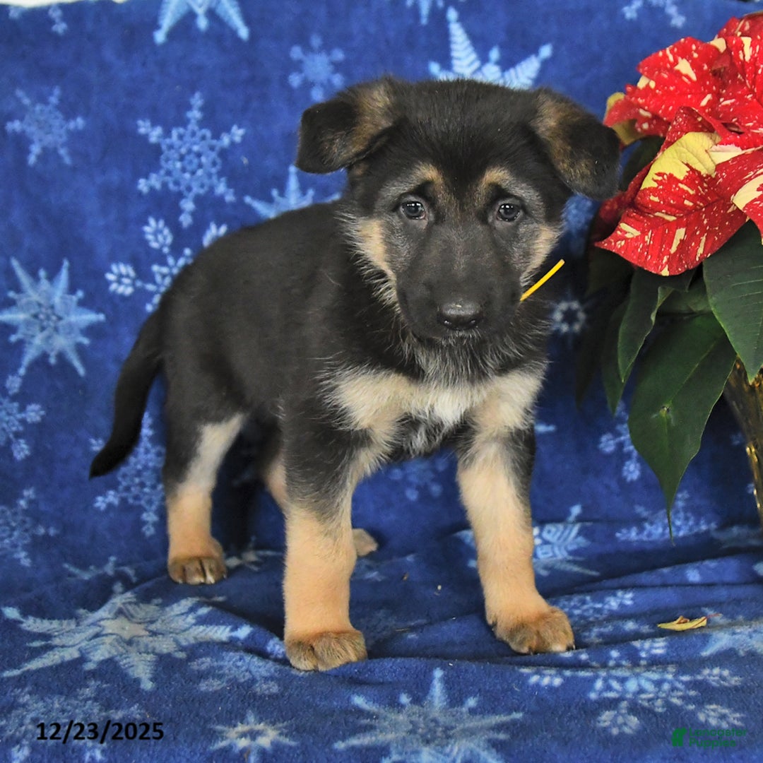 German Shepherd dogs for sale: Nyla - Ad 3