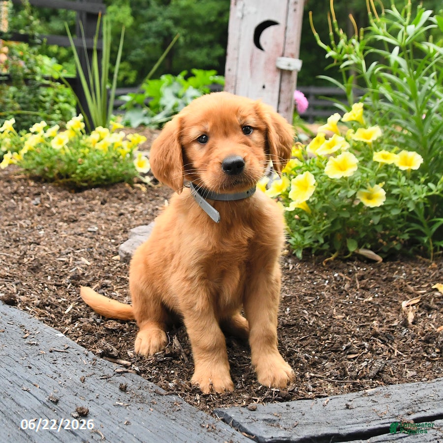 Golden Retriever dogs for sale: Royal - Ad 1