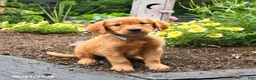 Golden Retriever dogs for sale: Royal - Ad 1