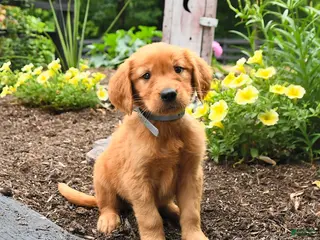 Golden Retriever dogs for sale: Royal - Ad 1