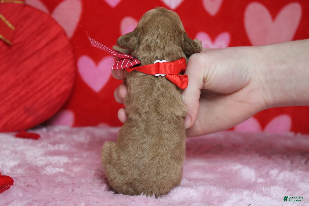 Goldendoodle dogs for sale: Crush  - Ad 8