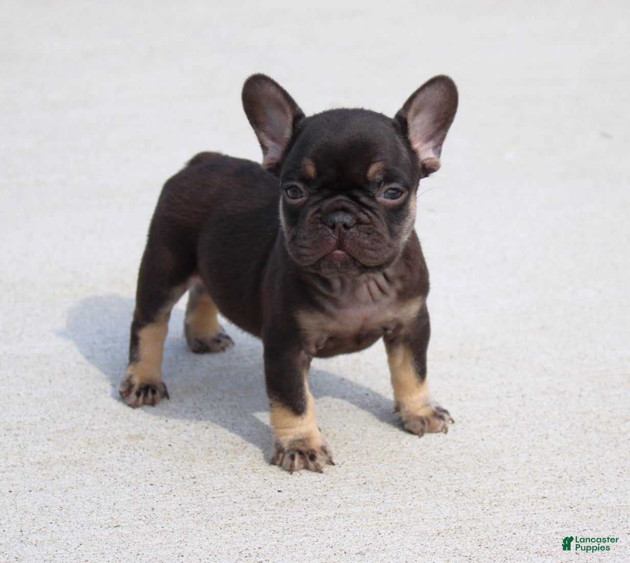 French Bulldog dogs Hershy - Ad 1