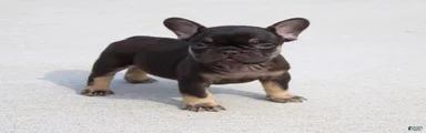 Hershy