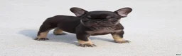 French Bulldog dogs for sale: Hershy - Ad 1