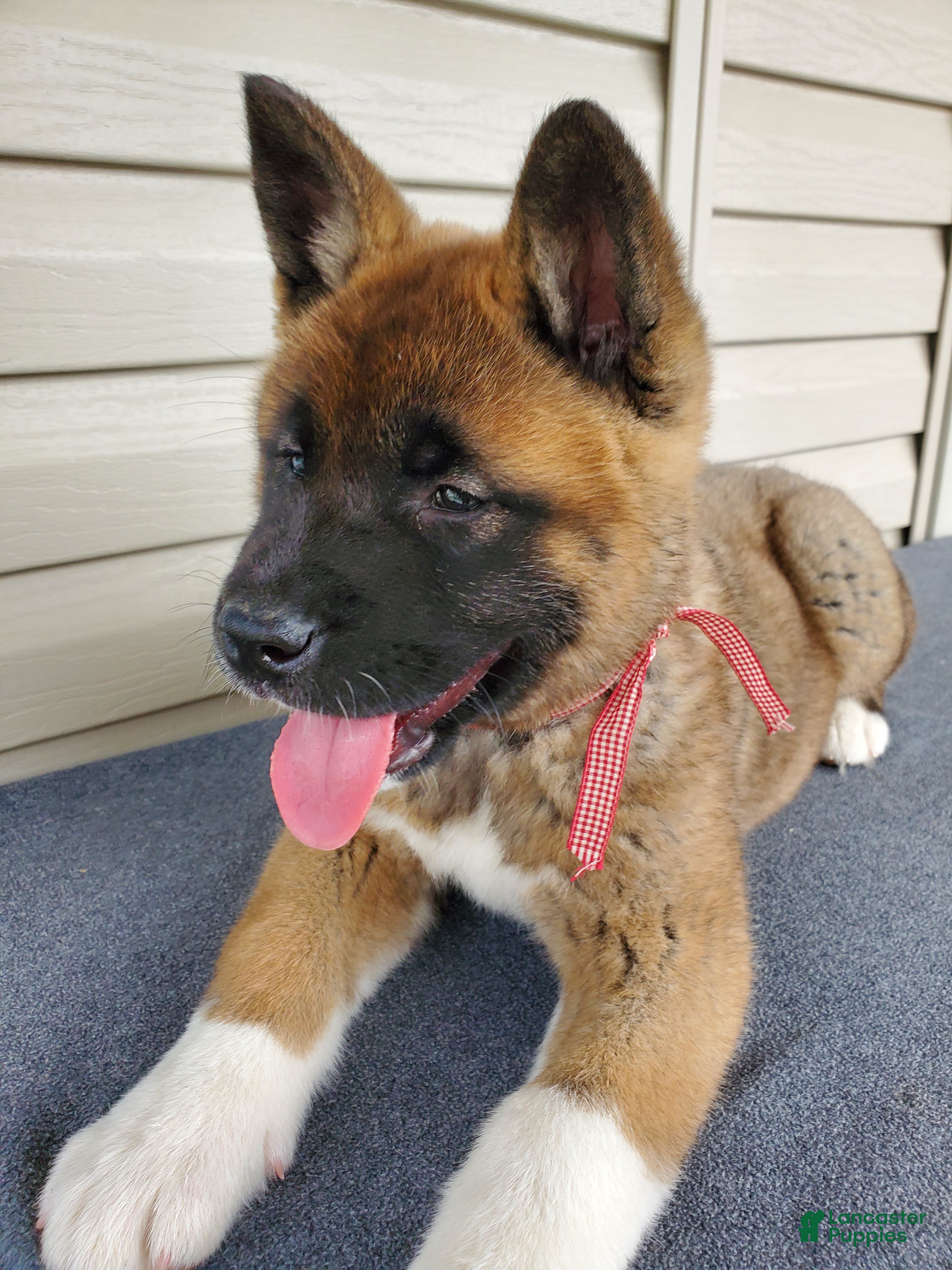 Akita dogs Indi - Ad 2