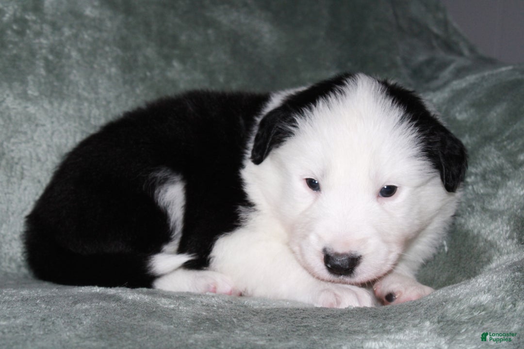 Mixed Breed dogs for sale: Panda - Ad 1