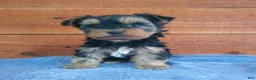 Yorkshire Terrier dogs for sale: Hunter - Ad 1
